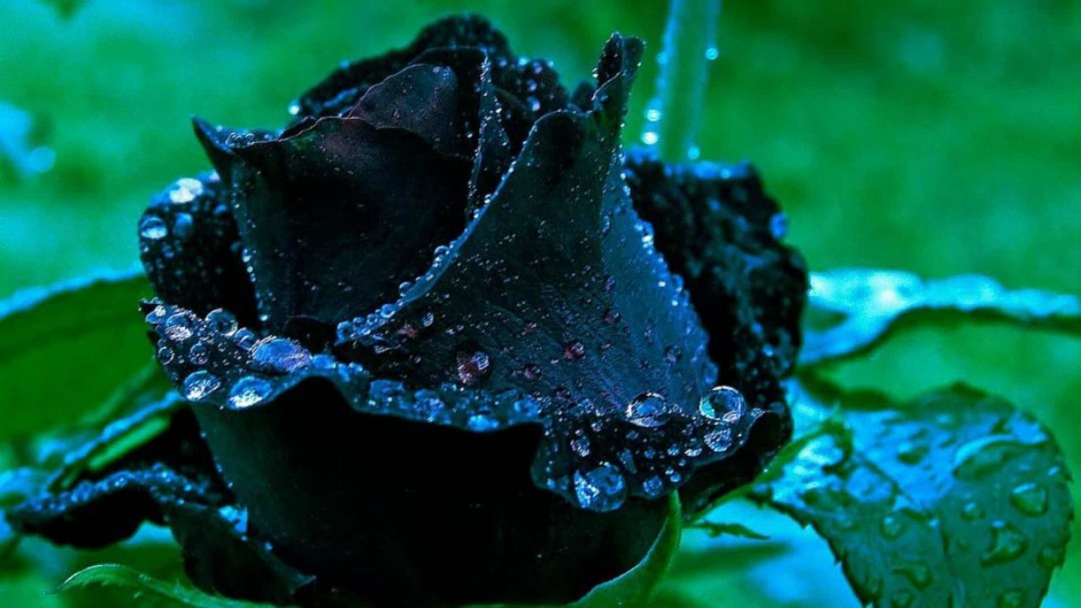 10-gorgeous-flowers-that-mean-goodbye-allwaysflower