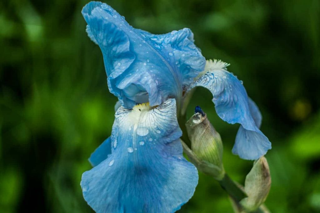 Blue Iris Flower Meaning and Symbolism