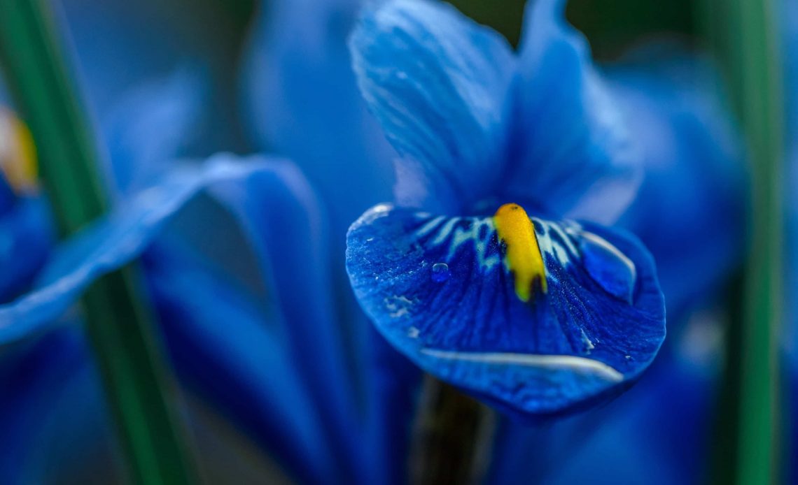 Blue Iris Flower Meaning