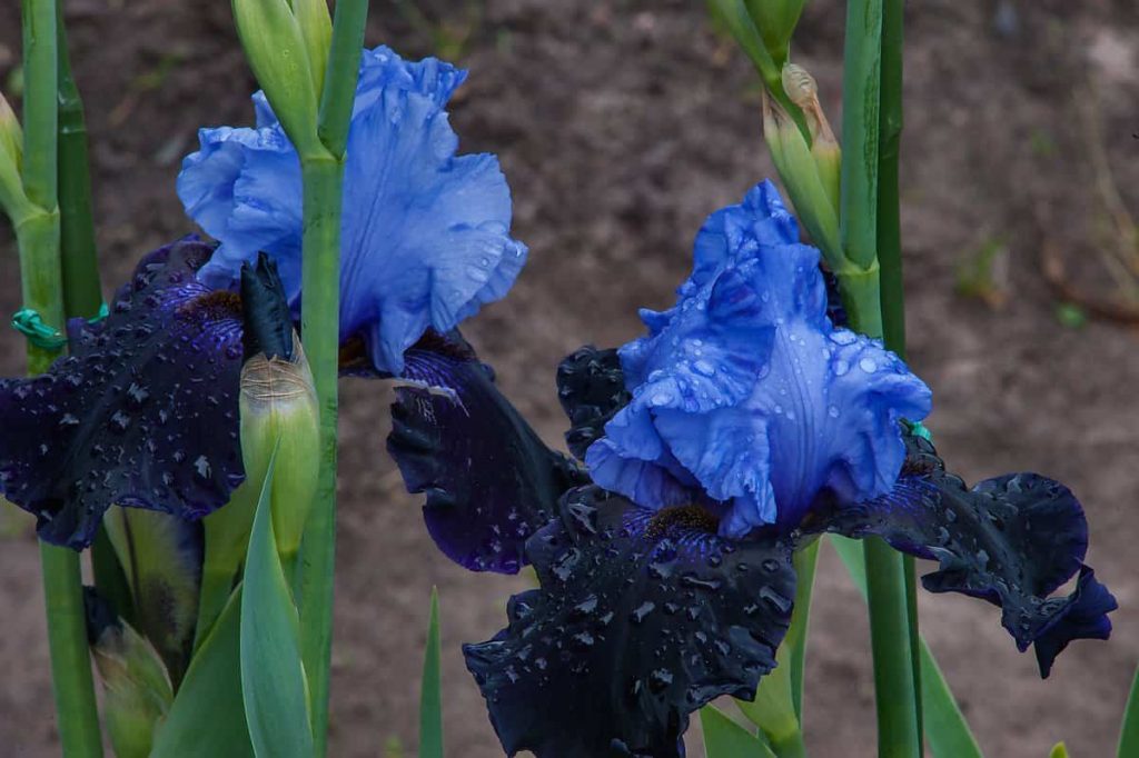 Blue Iris Flower Meaning and Symbolism