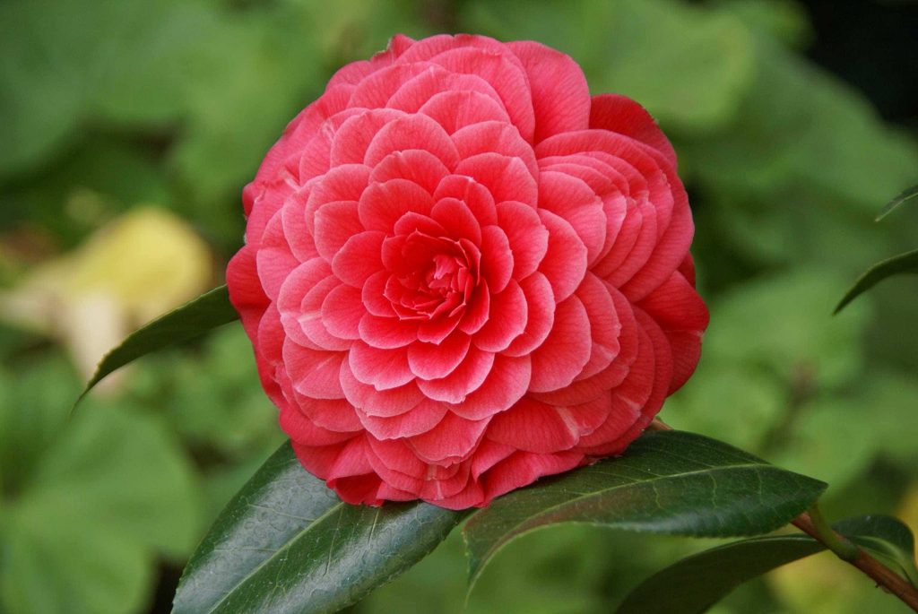 10 Gorgeous Flowers That Symbolize Life