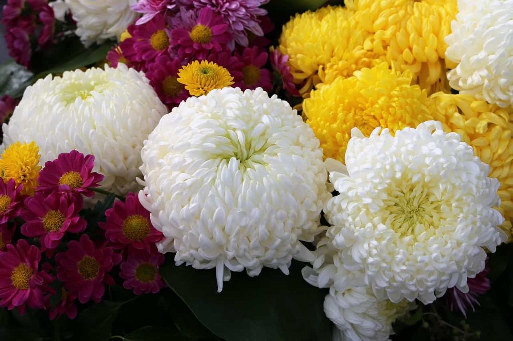 Chrysanthemums - You are a true friend