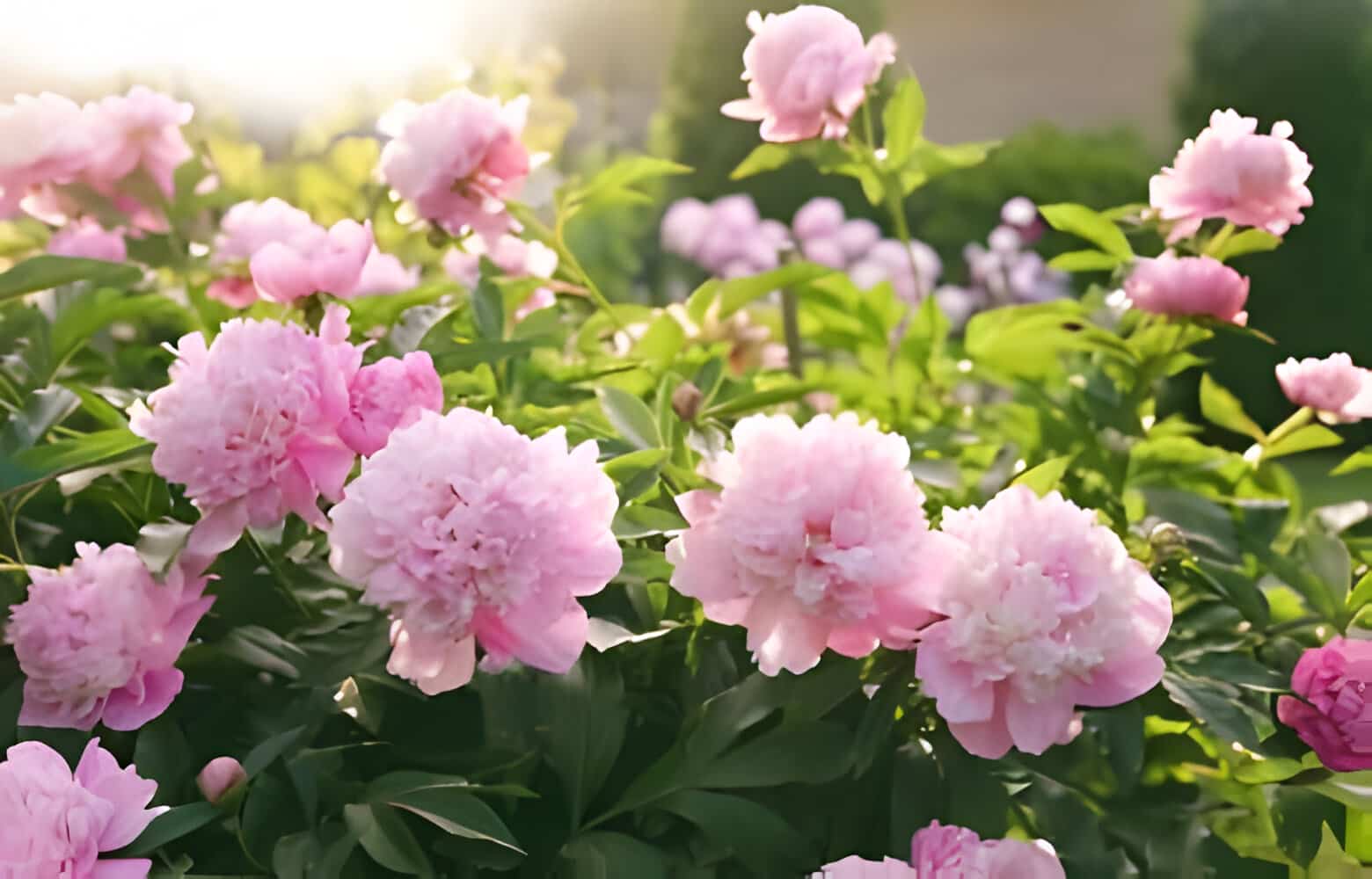 15 Flowers That Mean Strength allwaysflower