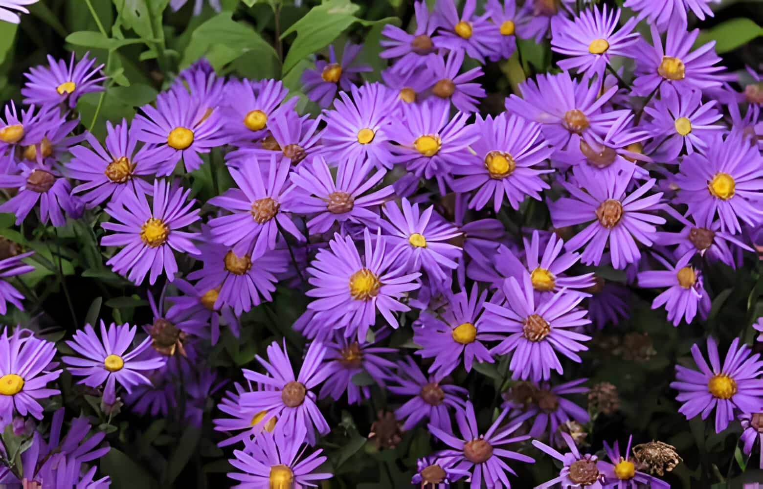 16 Flowers That Represent Loyalty allwaysflower