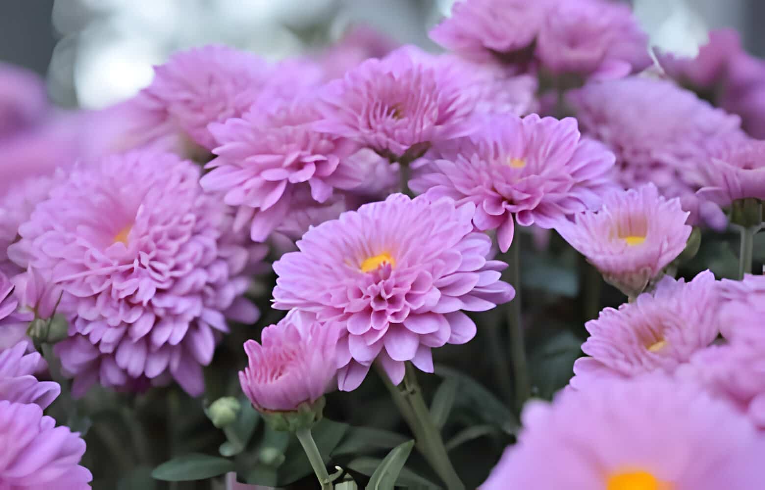 15 Flowers That Mean Strength allwaysflower