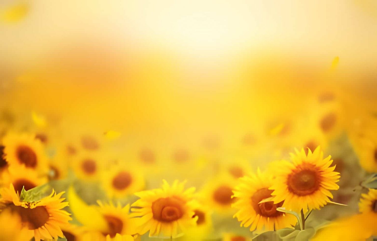 16 Flowers That Represent Loyalty allwaysflower