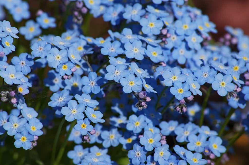 Forget-Me-Nots - You are unforgettable