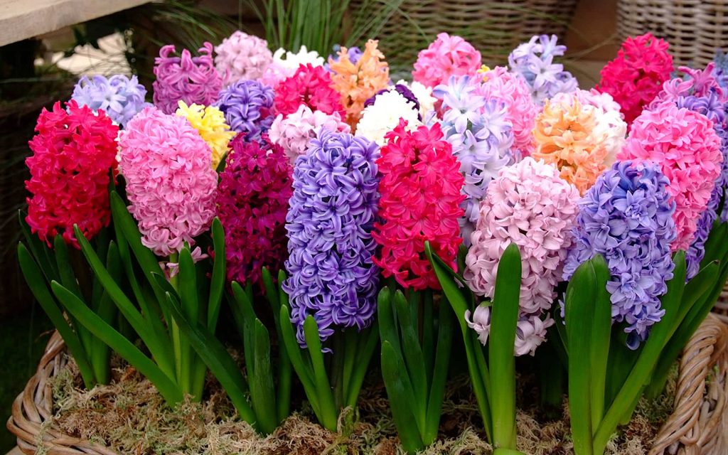 Hyacinth - You are wonderful