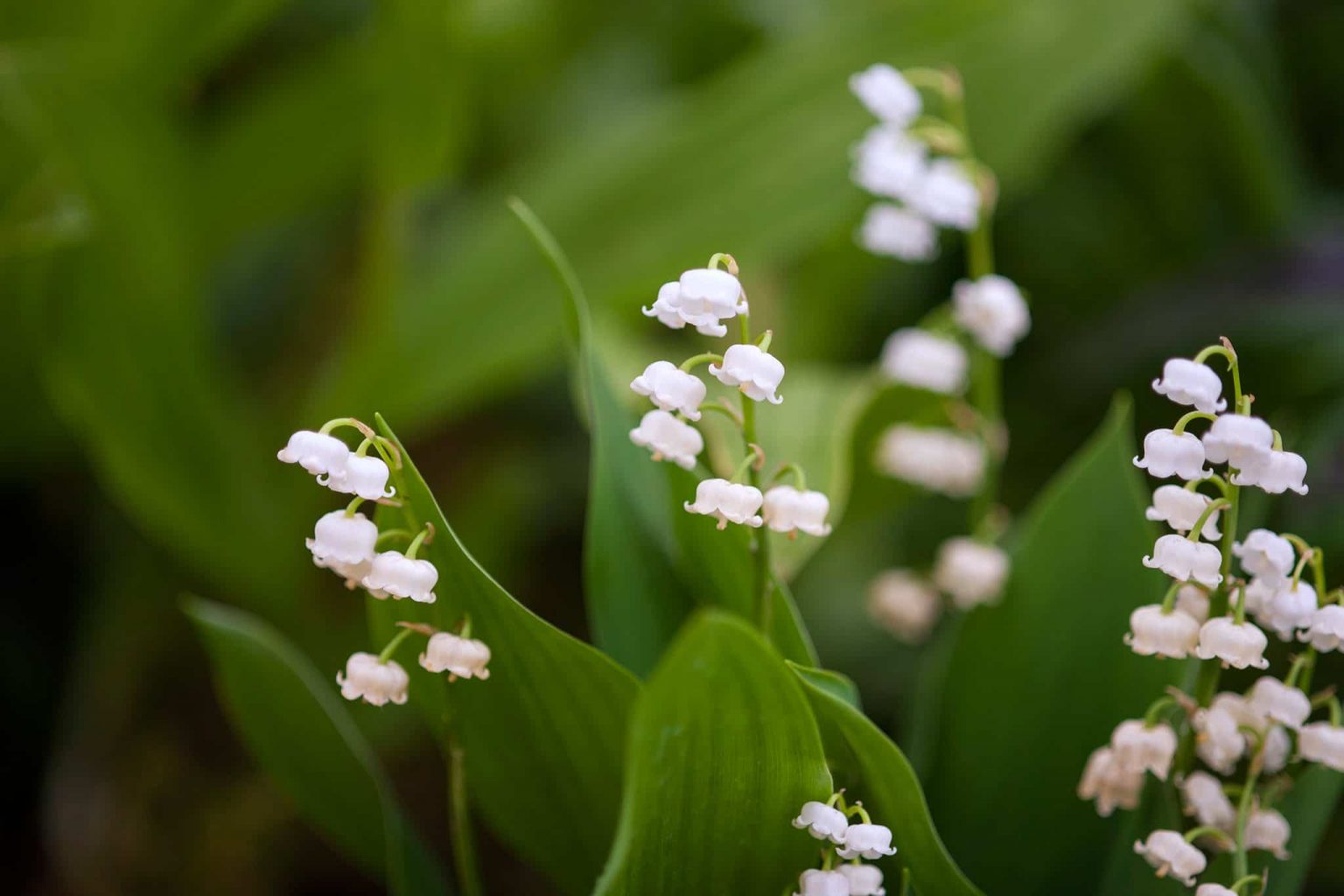 20 Incredible Flowers that Mean Sadness | allwaysflower