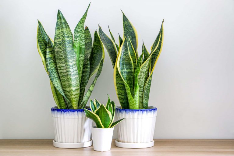 snake-plant-meaning-and-symbolism