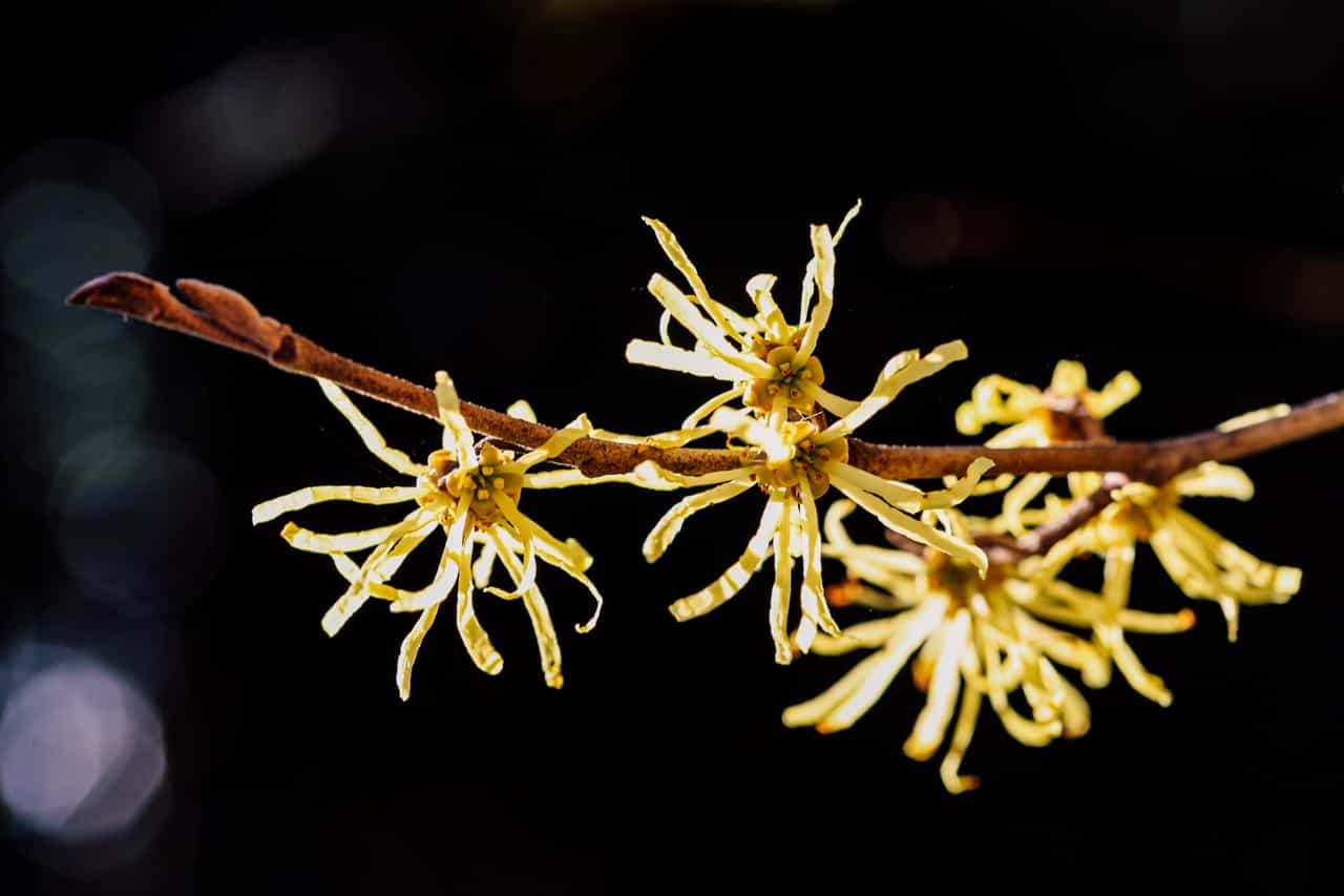 Top 18 Flowers That Symbolize and Represent Protection allwaysflower