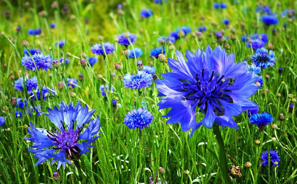 Blue Cornflowers - You are remembered