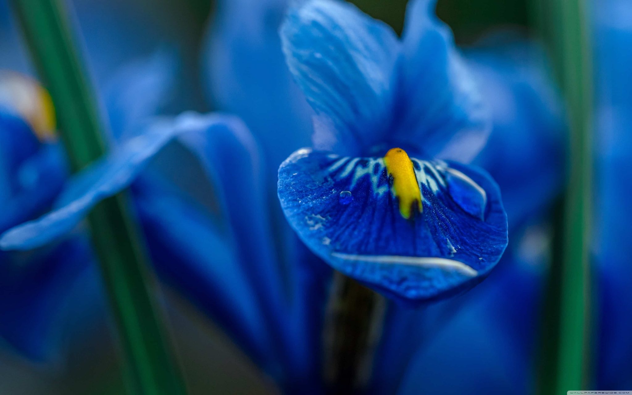 20-incredible-flowers-that-mean-sadness-allwaysflower