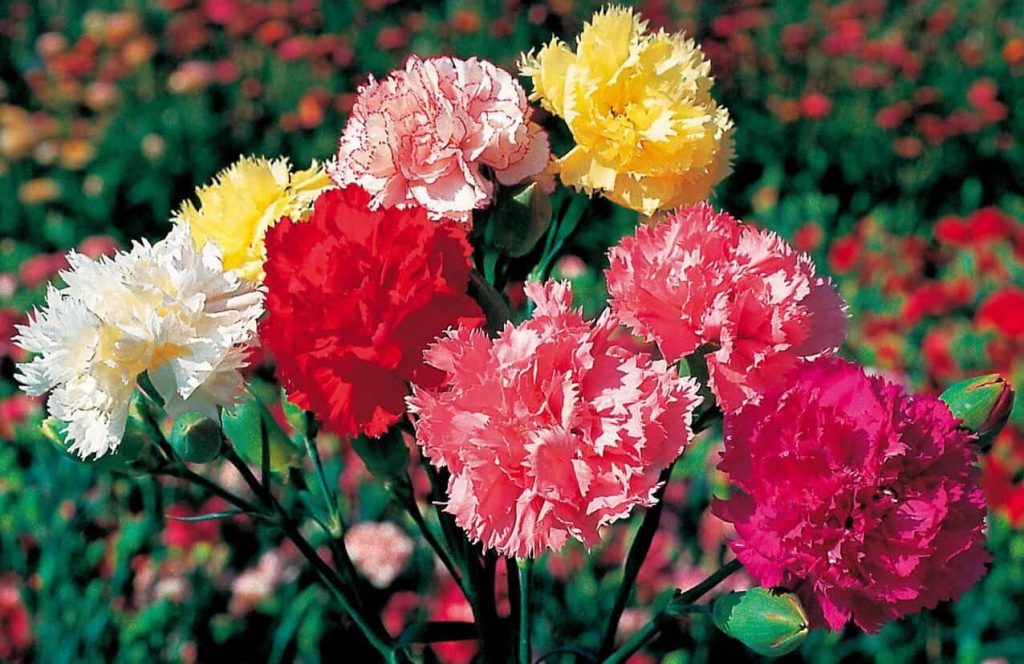 Carnations - You are unforgettable