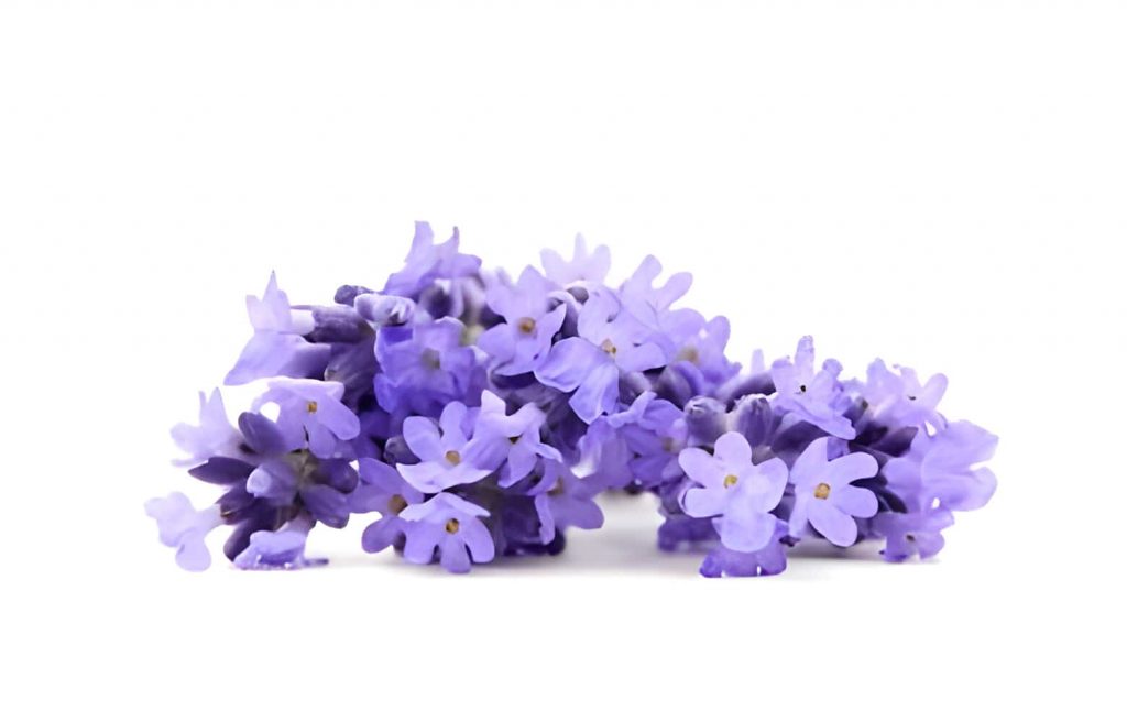 lavender flower mean