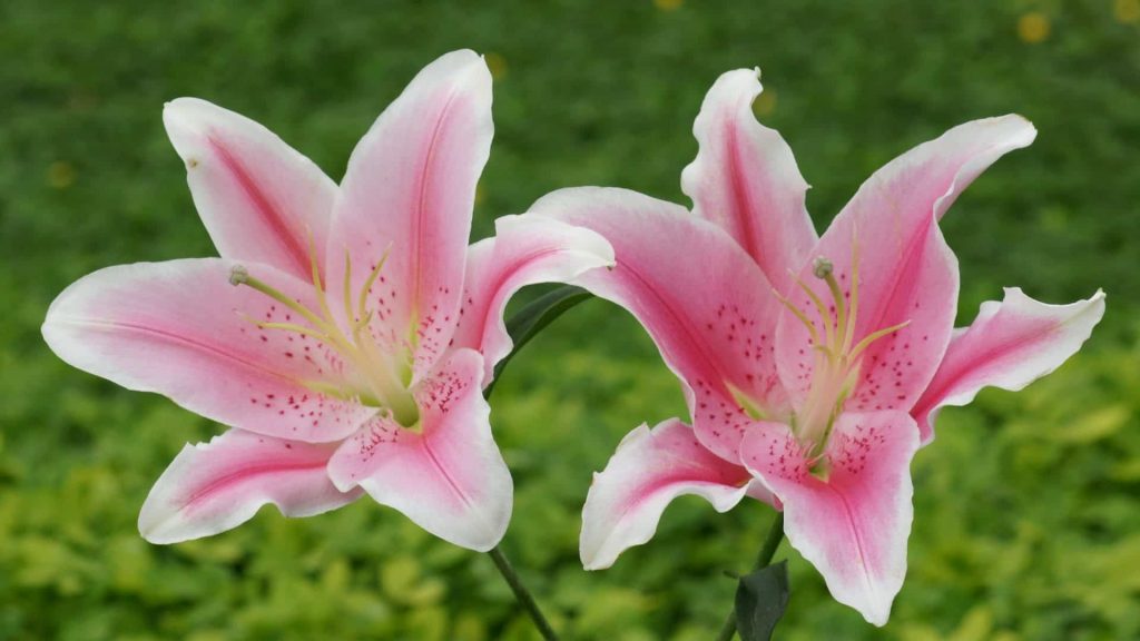 Meaning of the Lily Flower