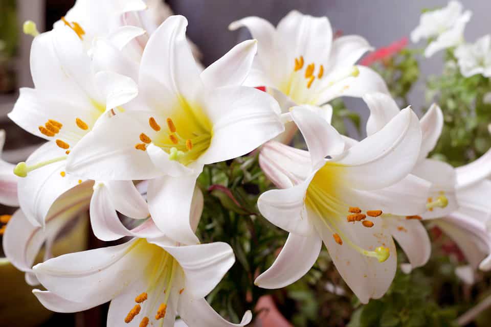 lily flower symbolize