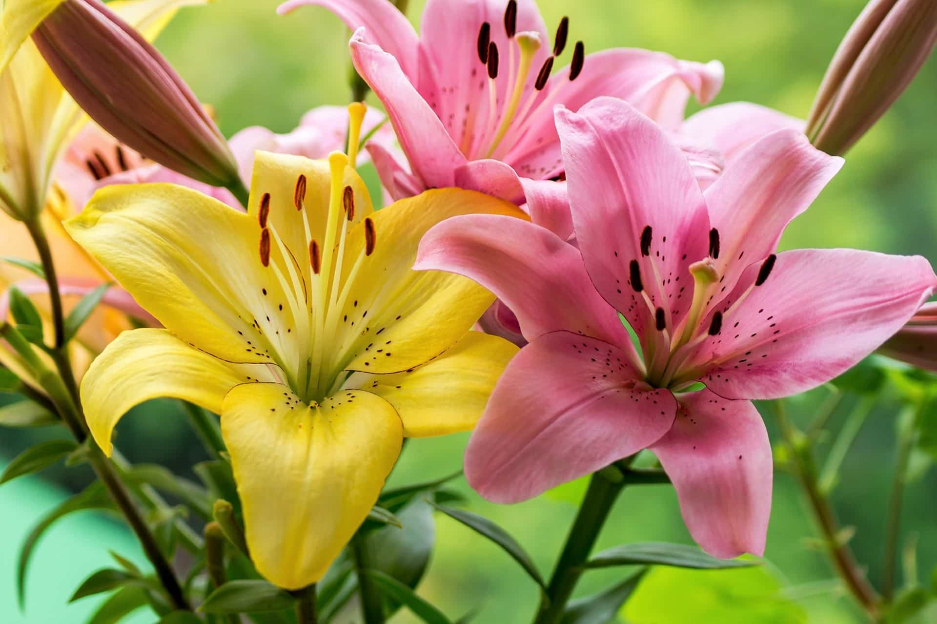 what-is-the-meaning-of-the-lily-flower-allwaysflower