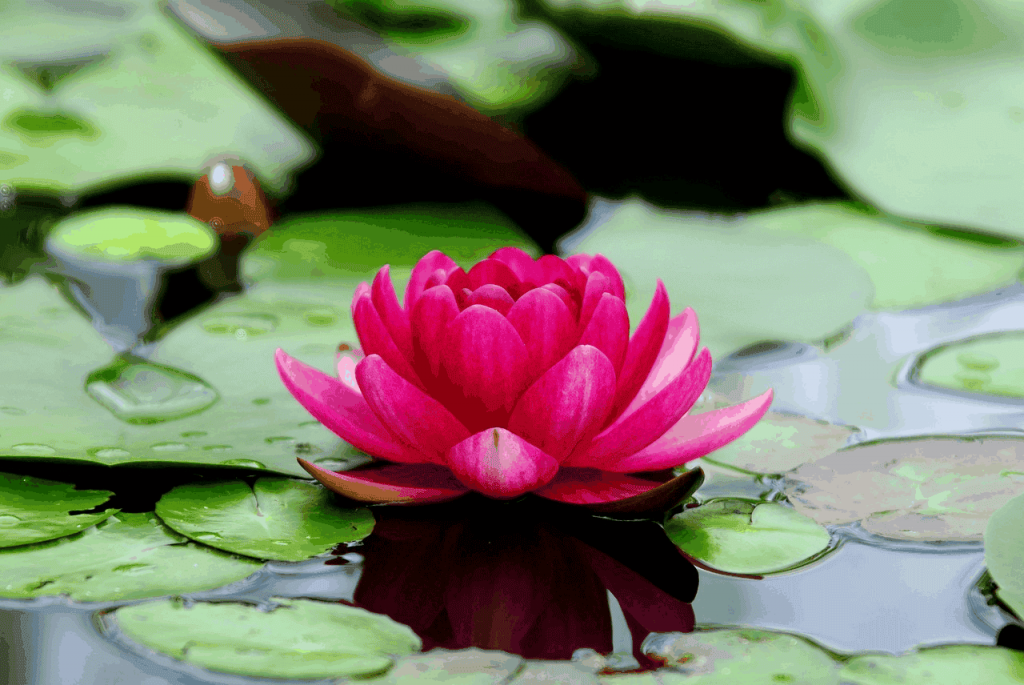 lotus symbolism beauty