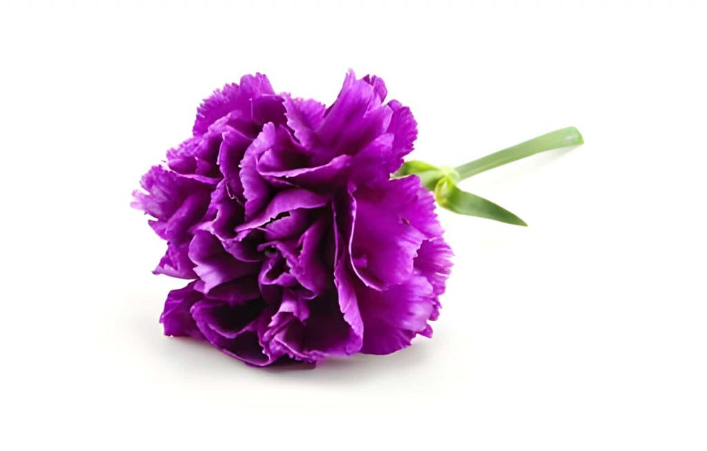 purple carnation flower meaning