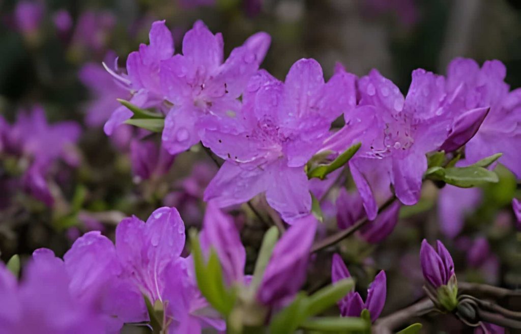 purple azalea flower meaning