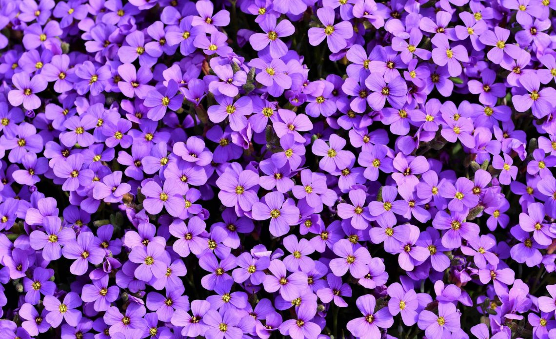 Purple Flowers Meaning