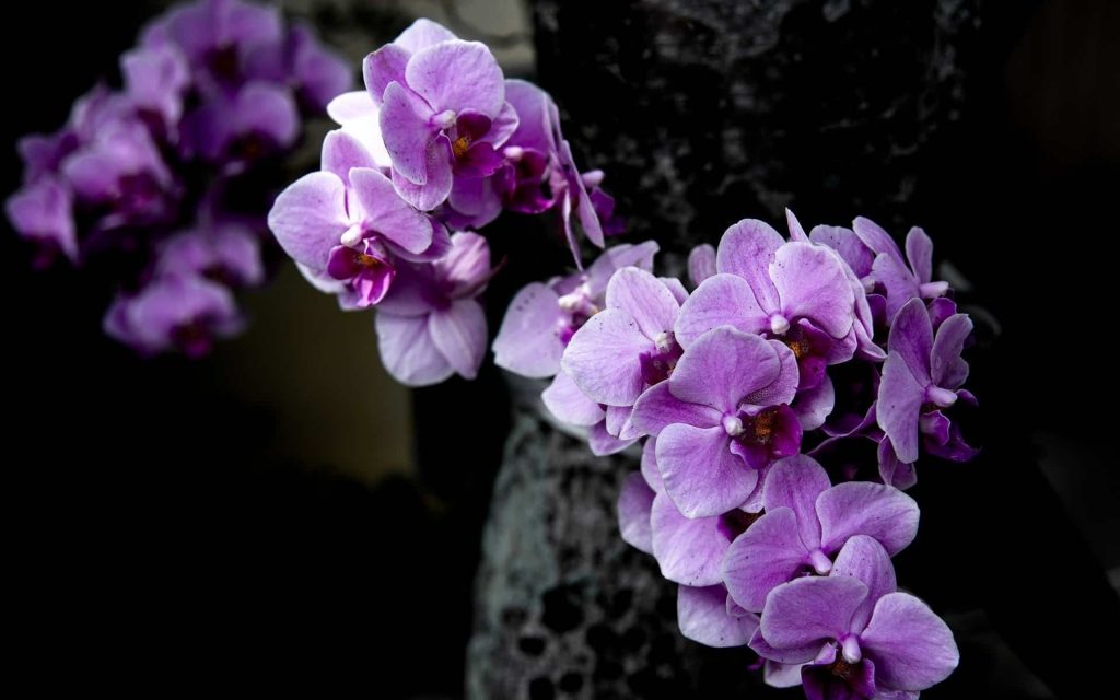 purple flower meaning