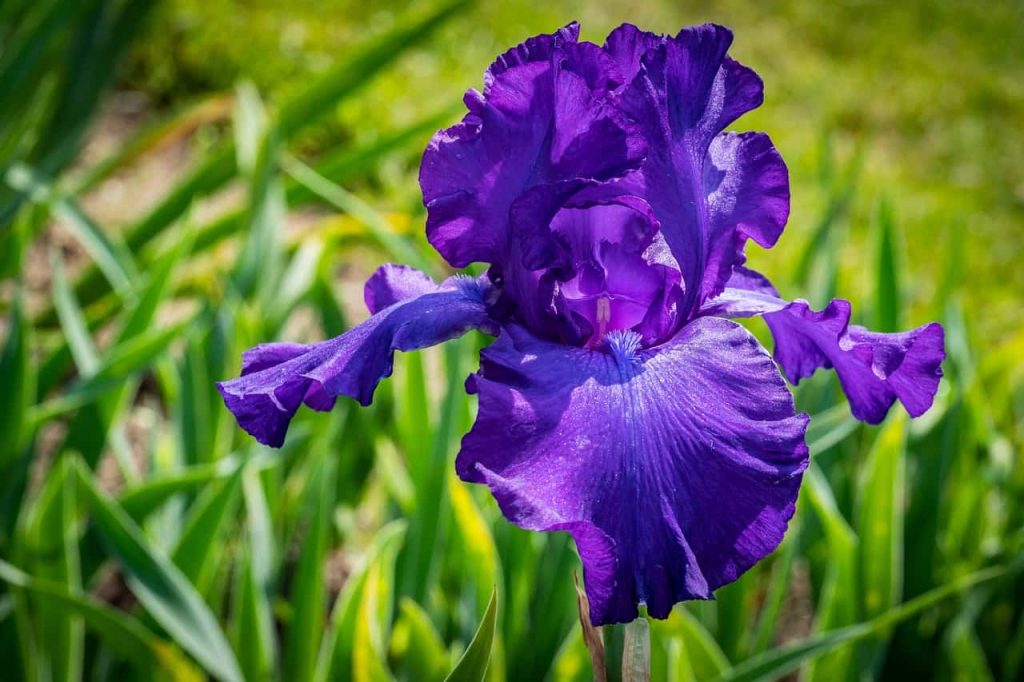 purple flower symbolism