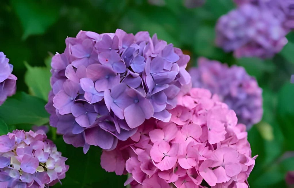 purple flower types
