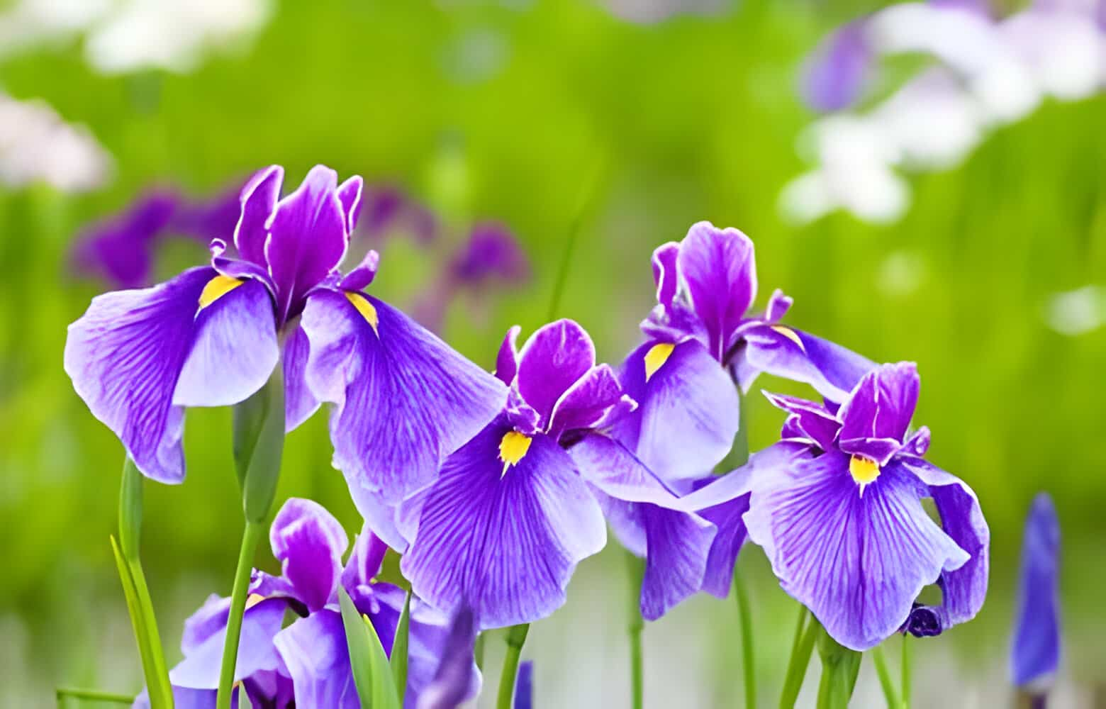 Meaning and Types Of Purple Flowers