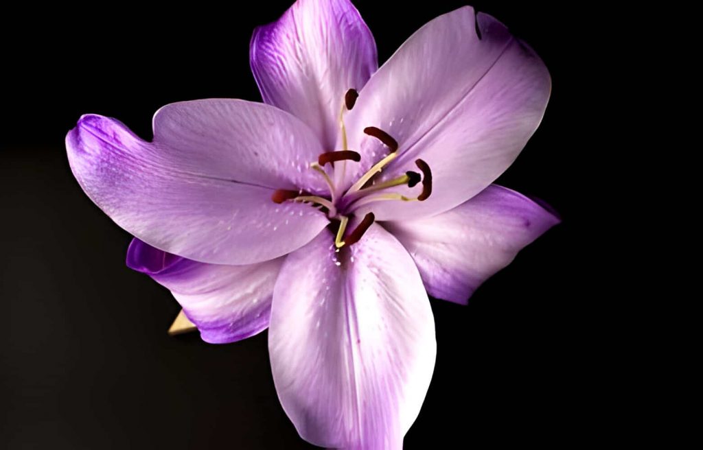 purple lily