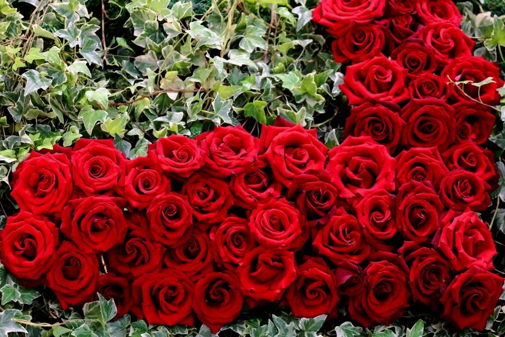 Red Roses Of Passion