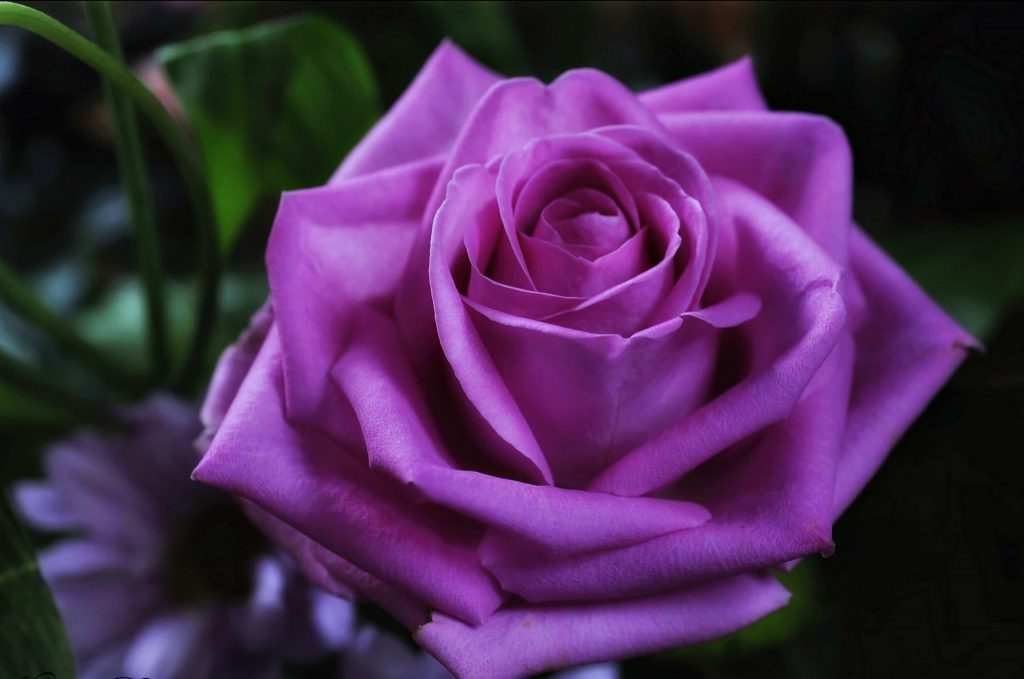 symbol of purple flower
