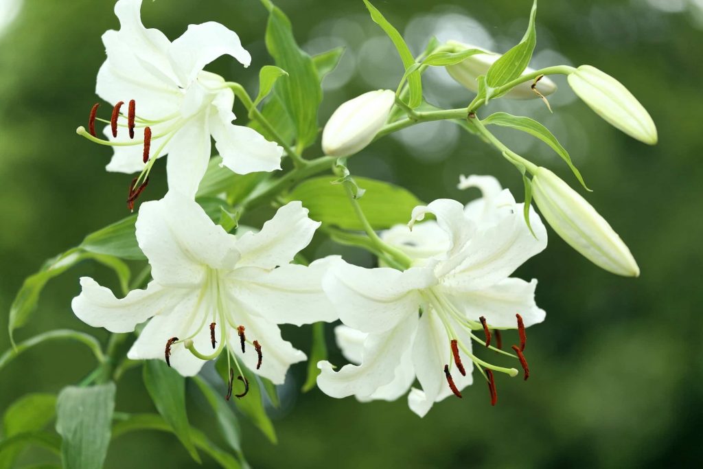 symbol of white flower