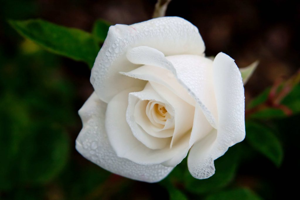white rose symbol of peace