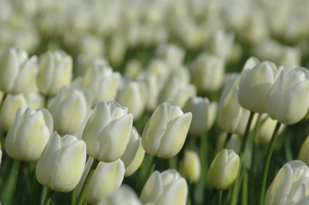Flowers That Symbolize Remembrance