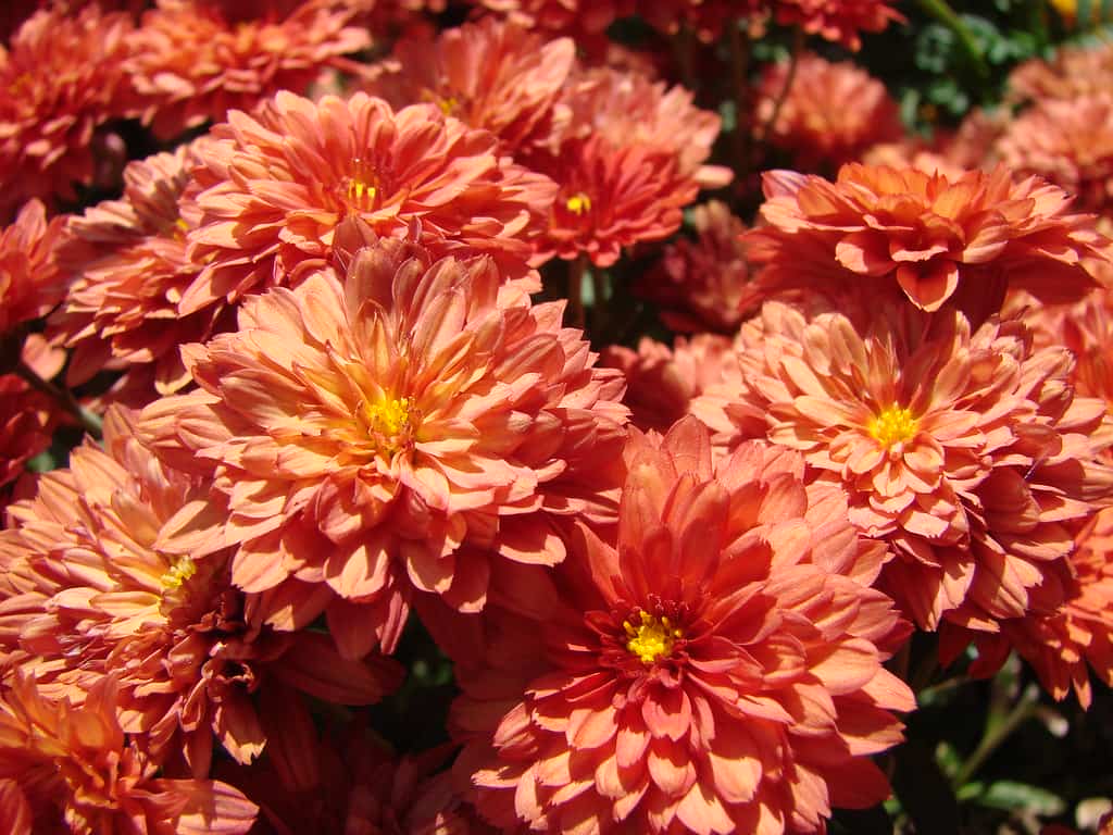 Types of Chrysanthemum