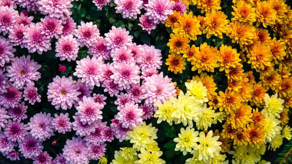 types of chrysanthemums 
