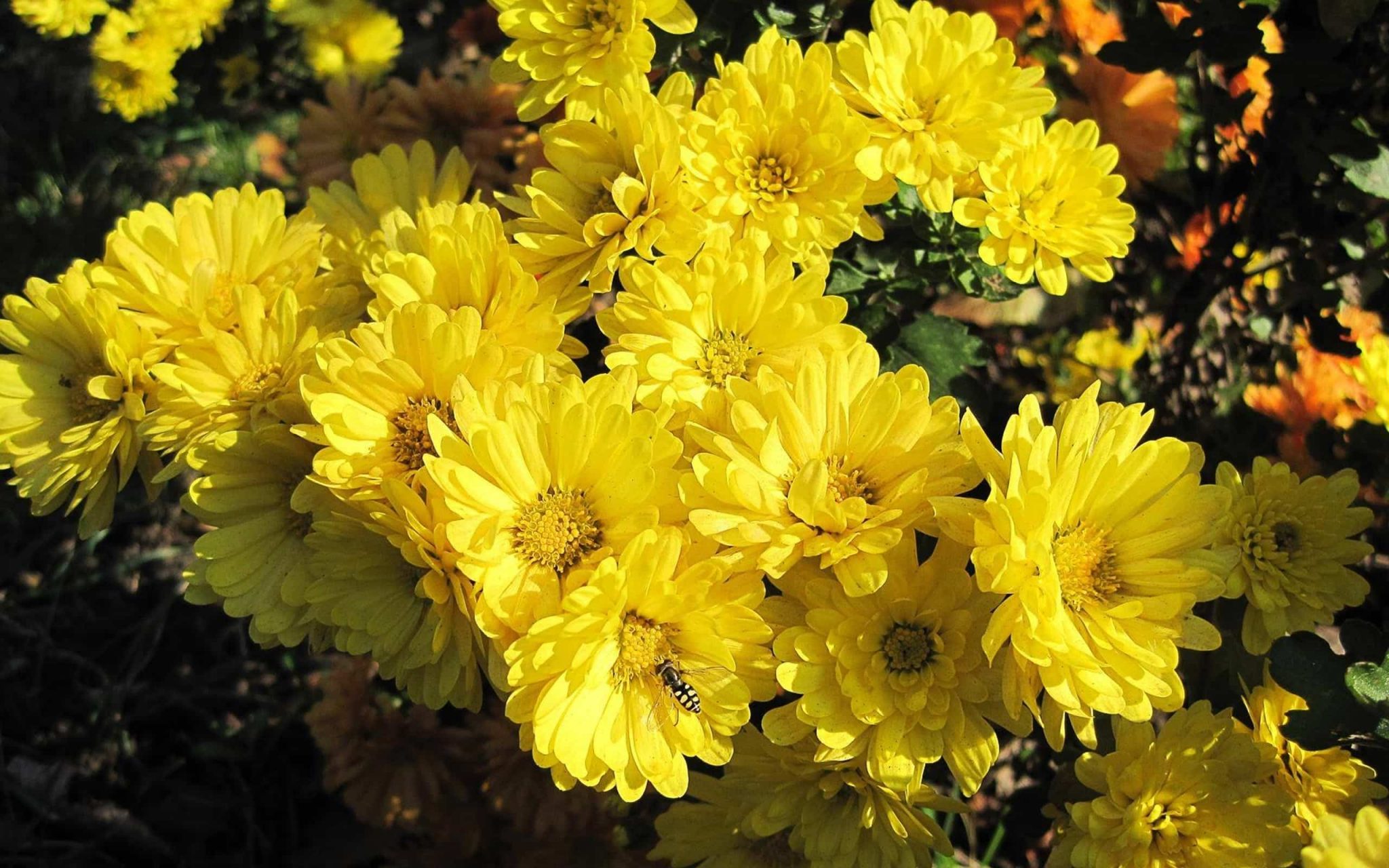 Chrysanthemum Meaning and Symbolism allwaysflower