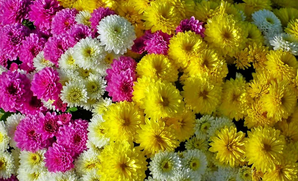 Chrysanthemum Meaning