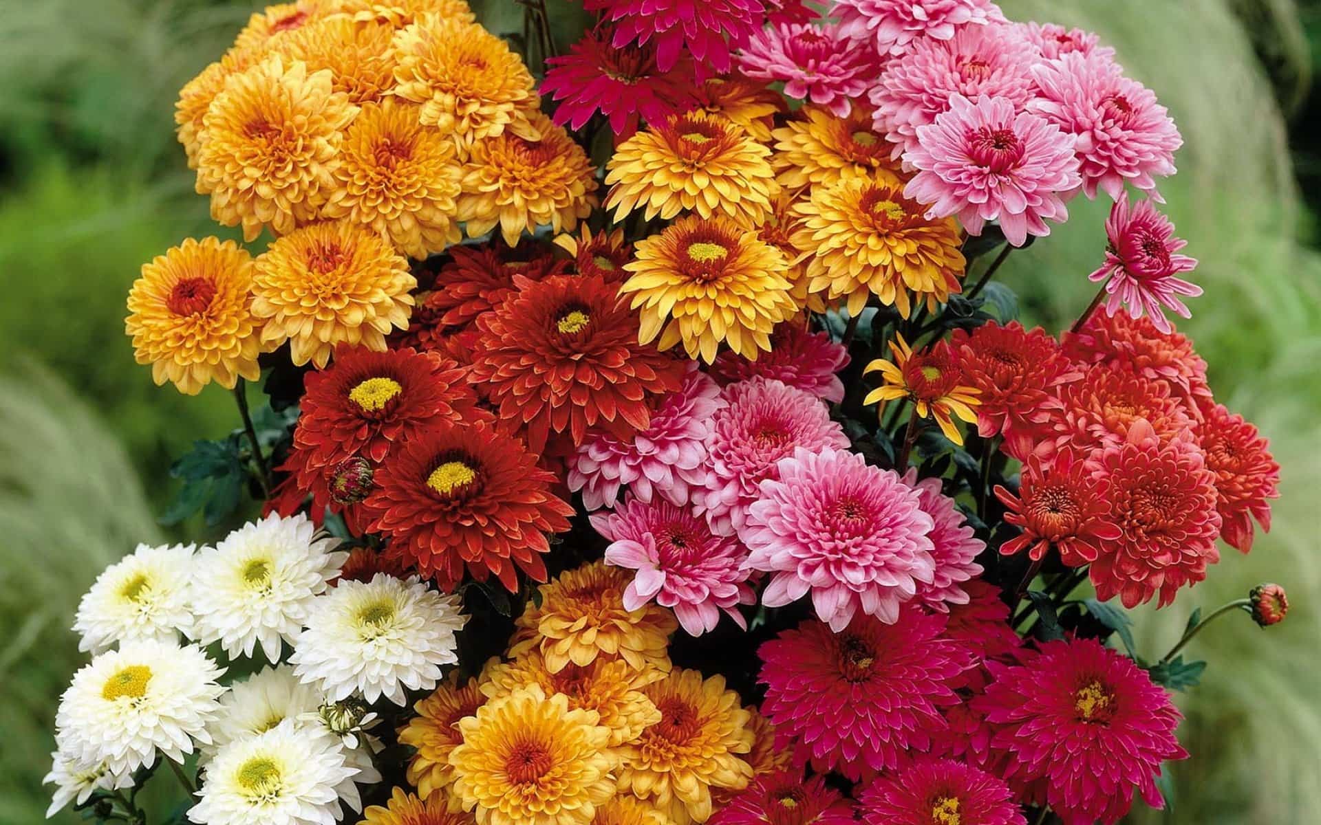 Chrysanthemum Meaning and Symbolism | allwaysflower