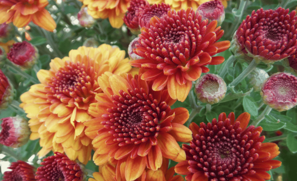 different types of chrysanthemums