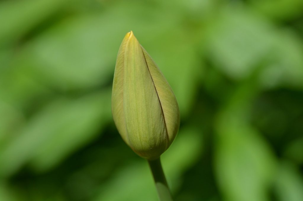 symbol of green tulips