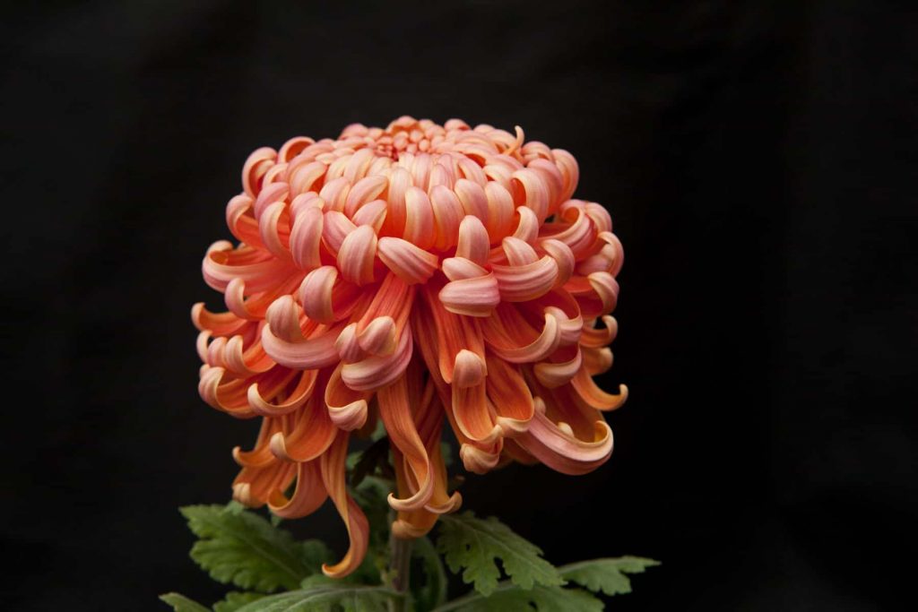 How many types of chrysanthemums are there