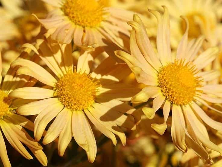 What is the rarest chrysanthemum?
