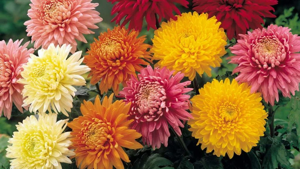  how to overwinter perennial mums