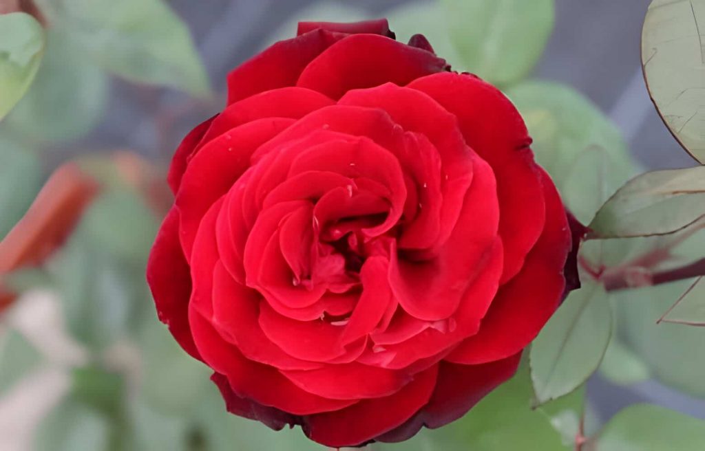 What does a red rose symbolize?
