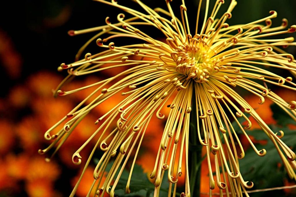 What is the most fragrant chrysanthemum?
