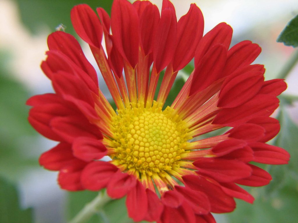 Are mums and chrysanthemums the same flower?
