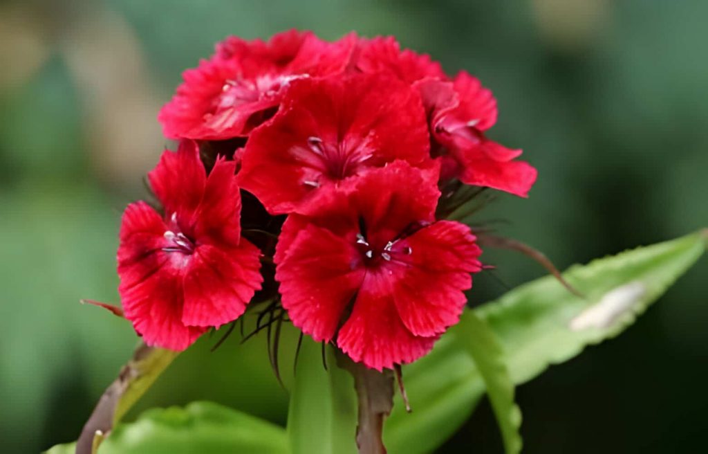 red flower represents